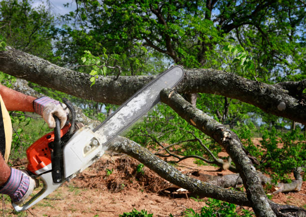 How Our Tree Care Process Works  in Montgomery, PA